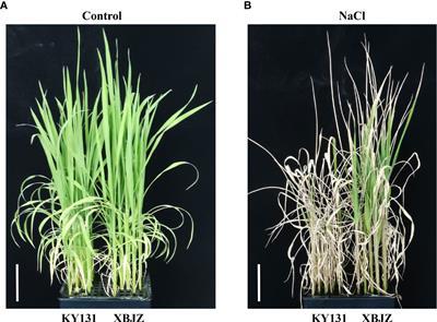 Identification of candidate genes for salinity tolerance in Japonica rice at the seedling stage based on genome-wide association study and linkage mapping